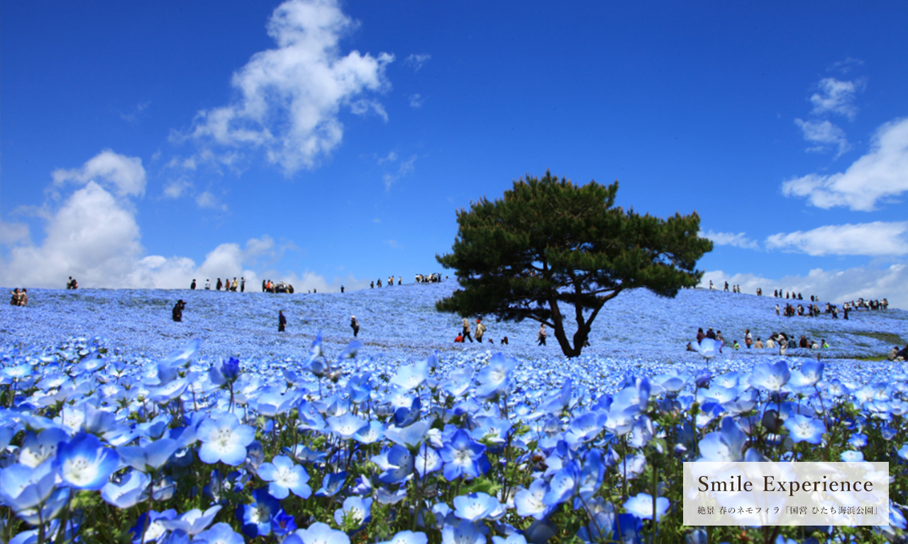 絶景 春のネモフィラ「国営 ひたち海浜公園」